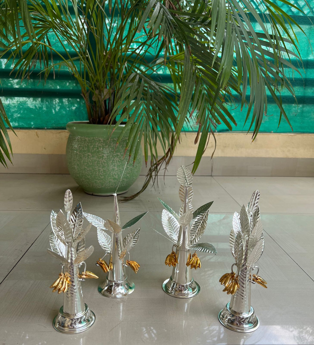 German silver banana tree with golden banana fruit