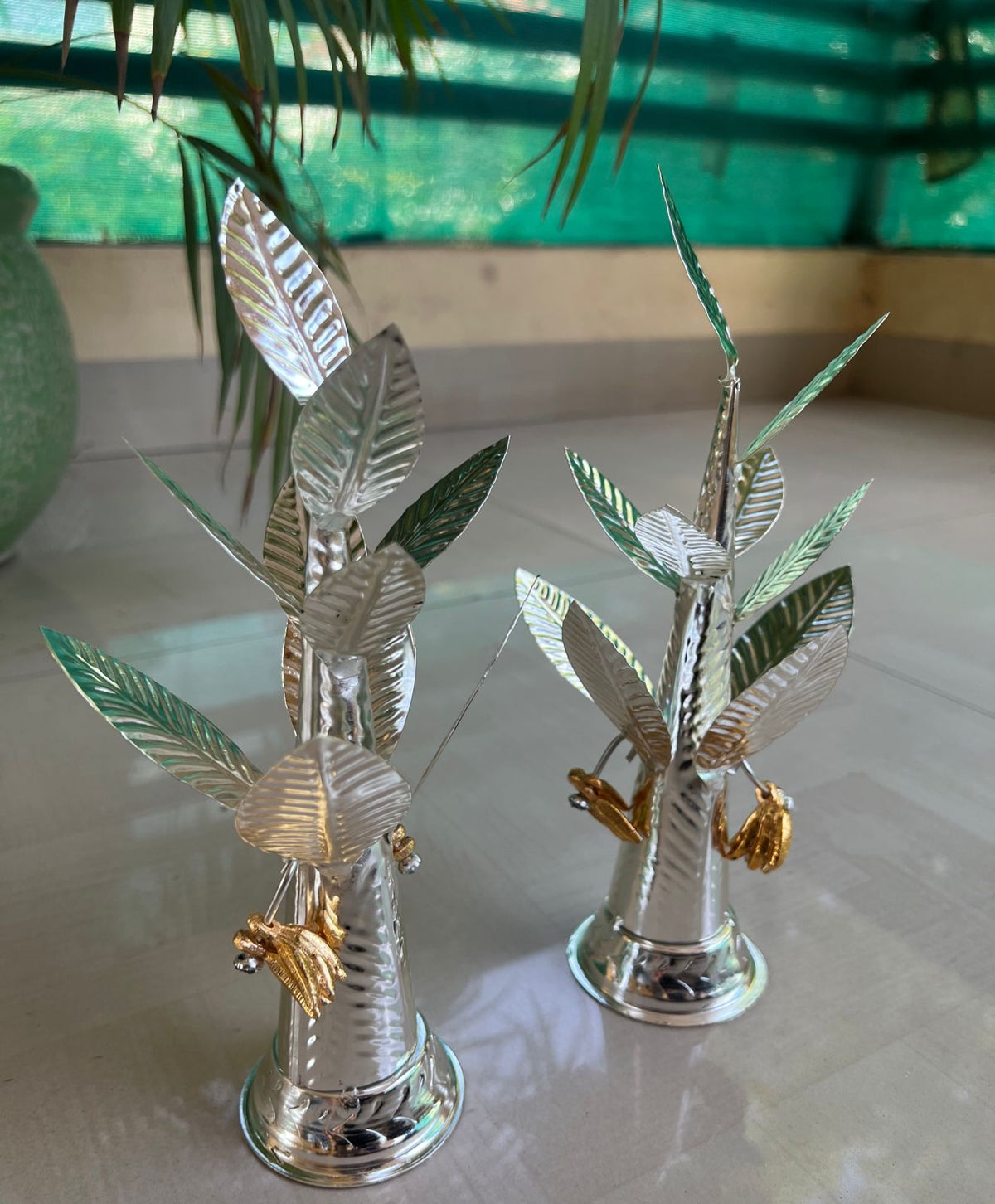 German silver banana tree with golden banana fruit