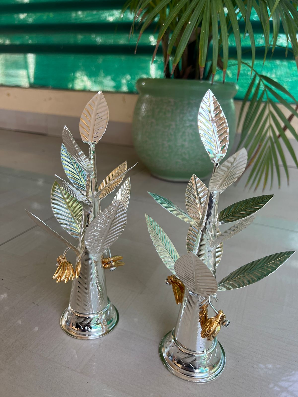 German silver banana tree with golden banana fruit