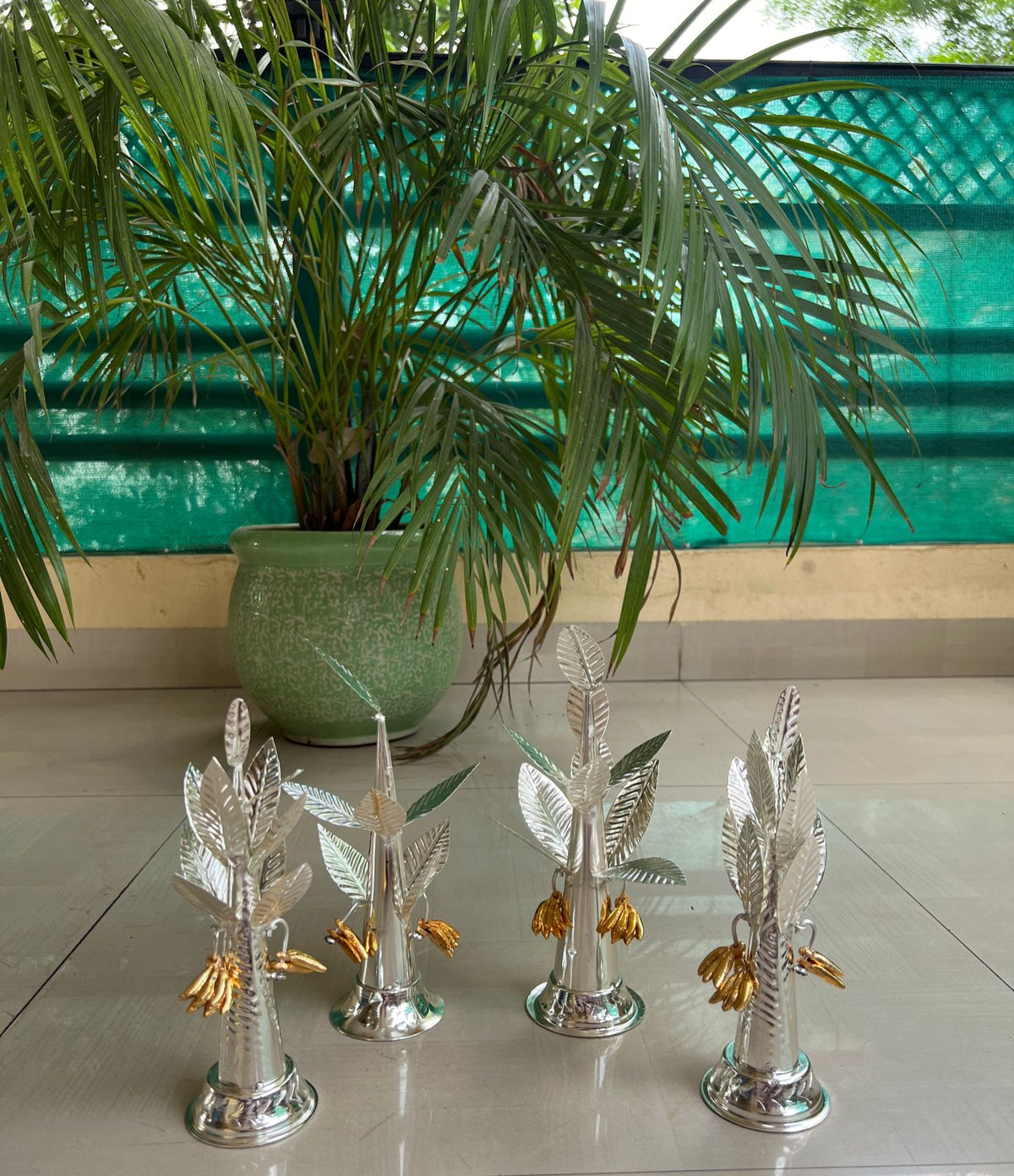 German silver banana tree with golden banana fruit
