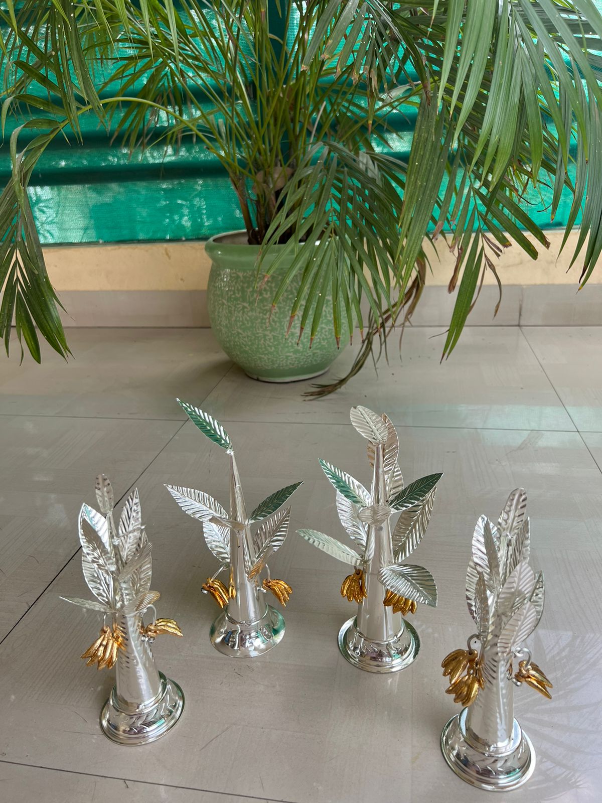 German silver banana tree with golden banana fruit