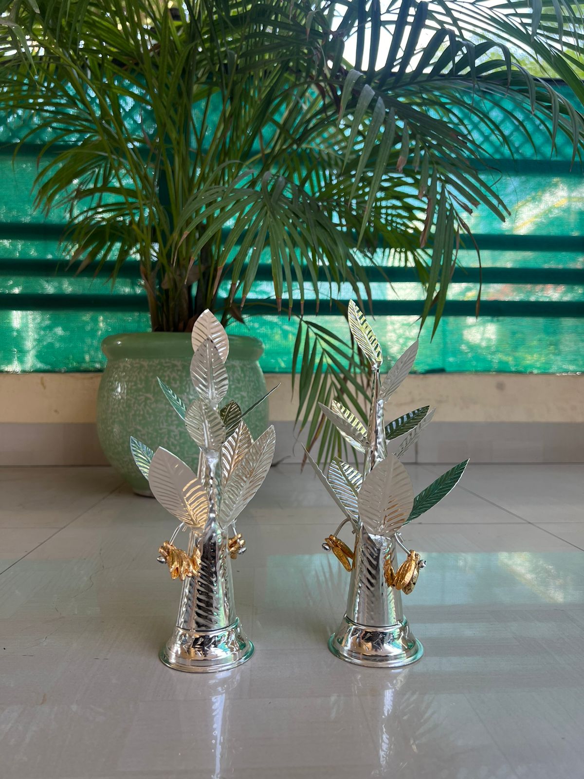 German silver banana tree with golden banana fruit
